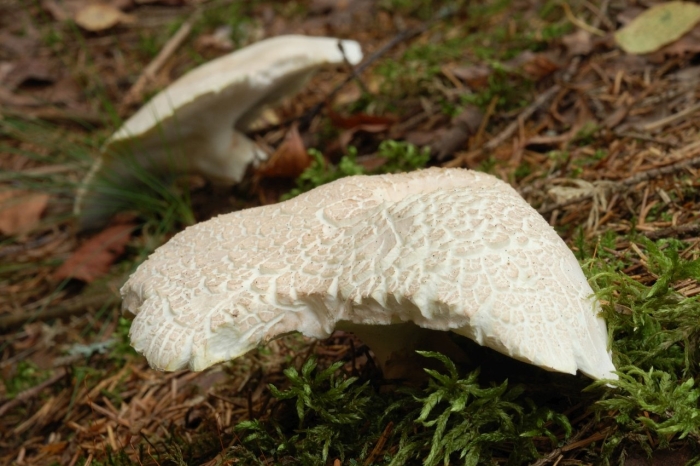 Трутовик овечий альбатреллус