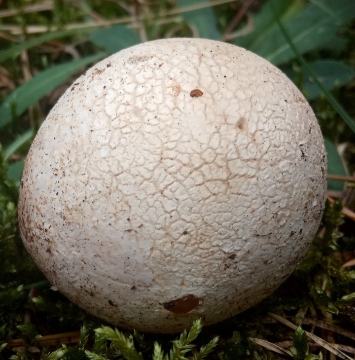 Весёлка обыкновенная гриб