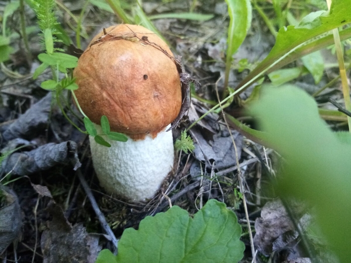 Подосиновик подберезовик красноголовик