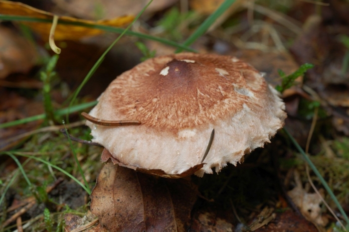 Tricholoma vaccinum