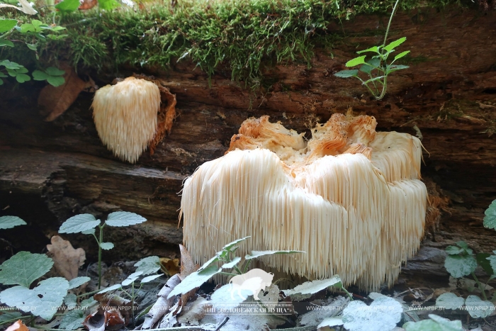 Ежовик гребенчатый (львиная грива)