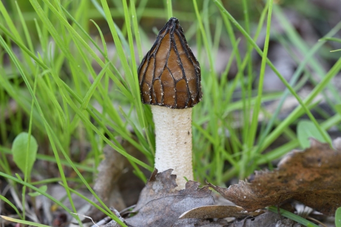 Сморчок обыкновенный