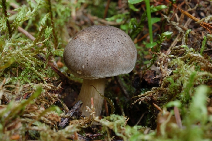 Ядовитые грибы беларуси