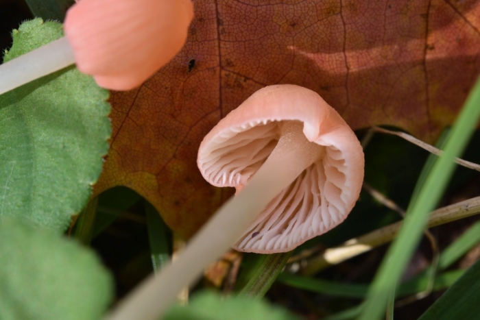 Mycena olivaceomarginata