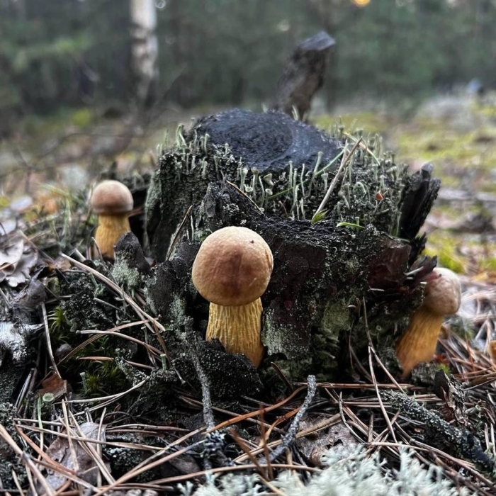 Гриб золотистый боровик