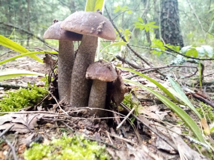 Настоящие грибы