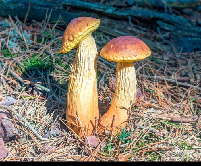 Боровик золотистый