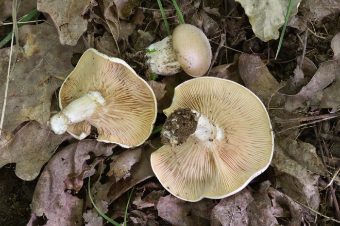 Гебелома горчичная hebeloma sinapizans