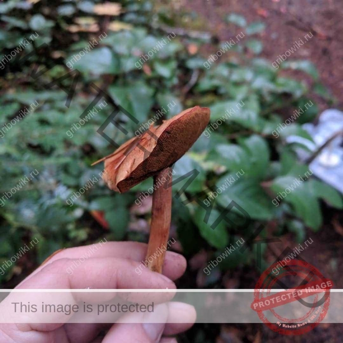 Перечный гриб болетовые