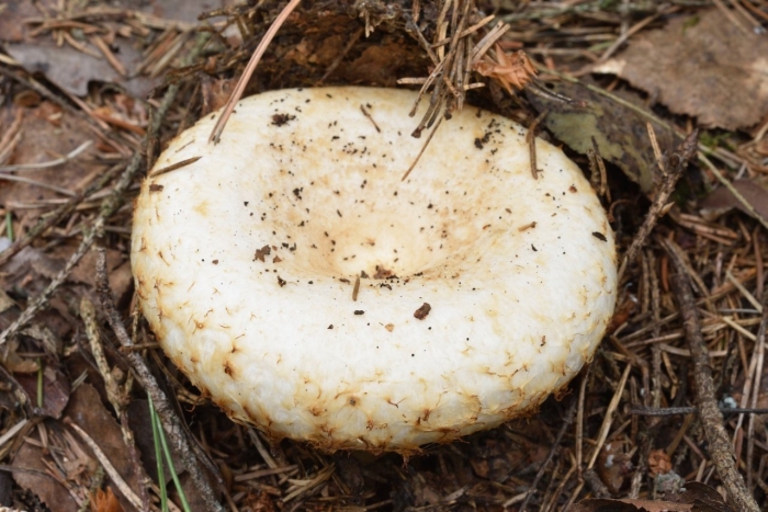 Гриб белый груздь