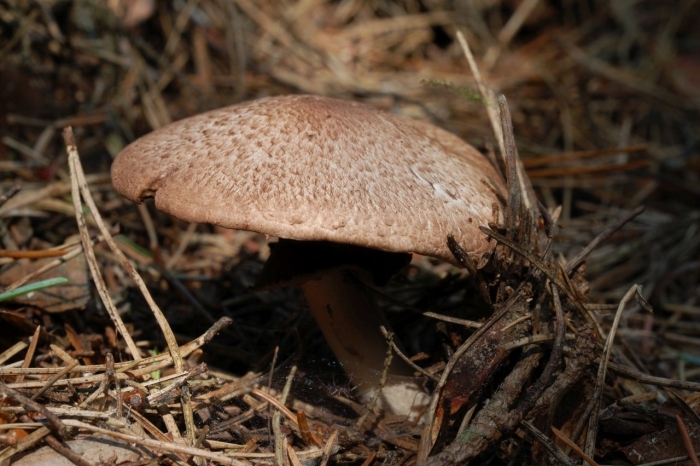 Agaricus silvaticus
