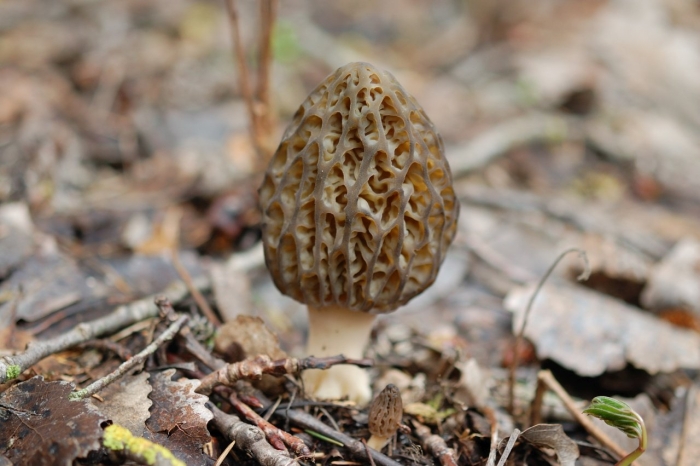 Гриб сморчок обыкновенный