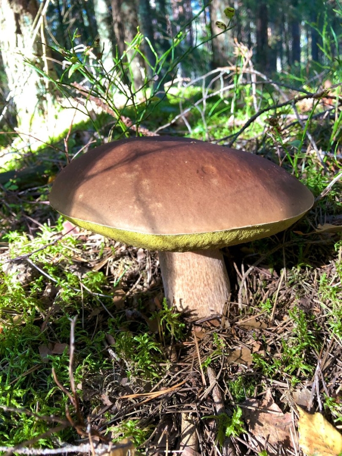 Съедобные грибы беларуси