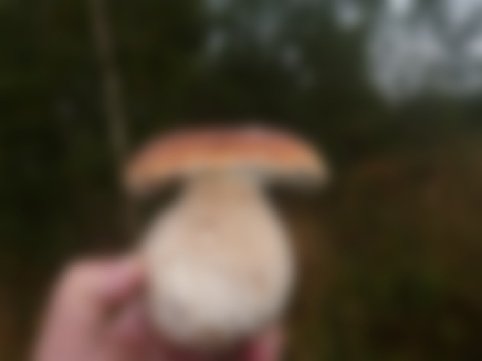 Грибы белый гриб