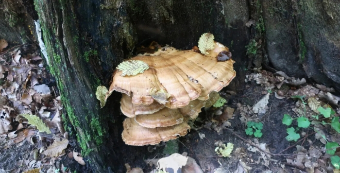 Трутовик летипорус