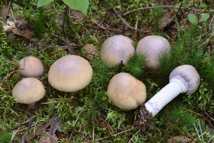 Колпак кольчатый cortinarius caperatus