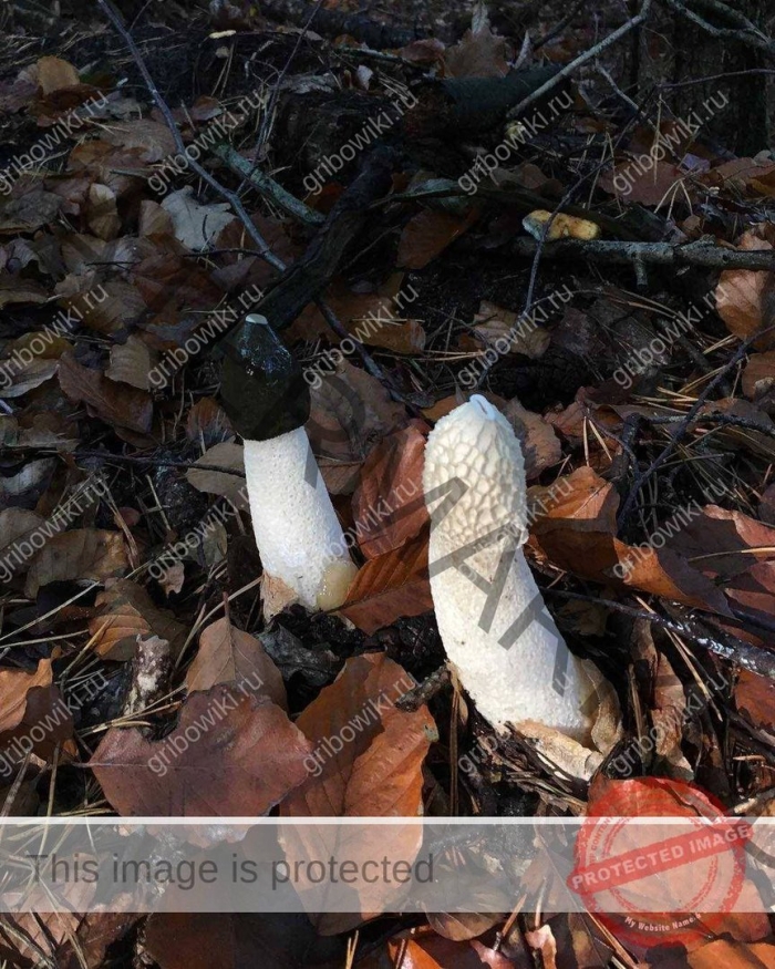 Весёлка адриана phallus hadriani