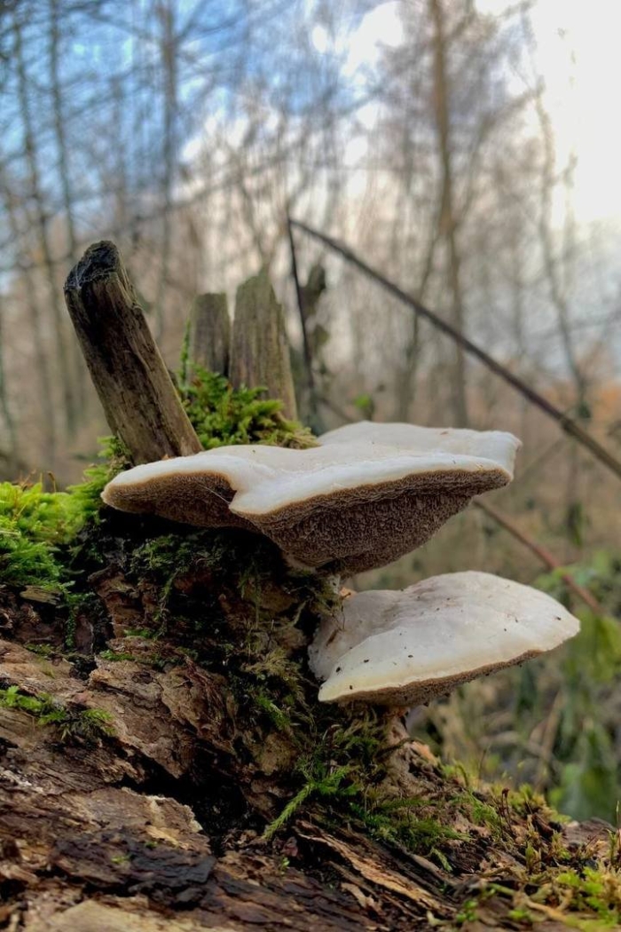 Гриб трутовик