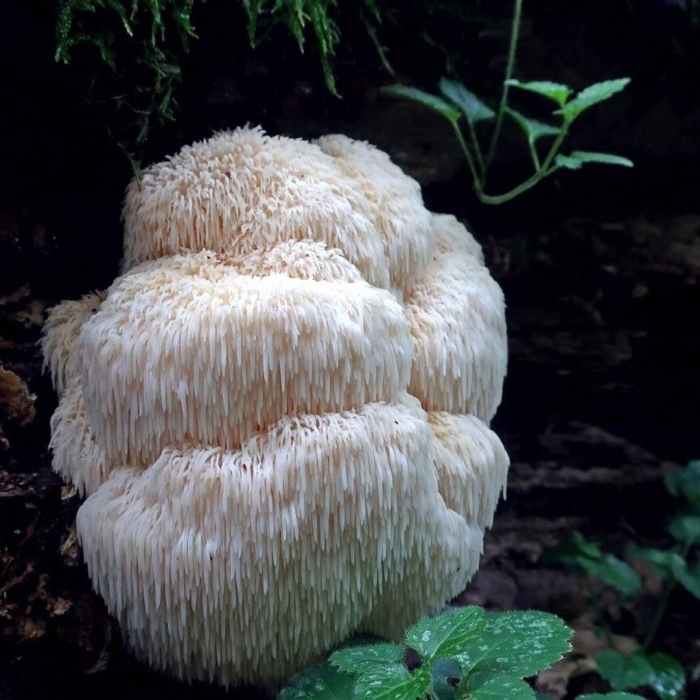 Ежовик гребенчатый гриб