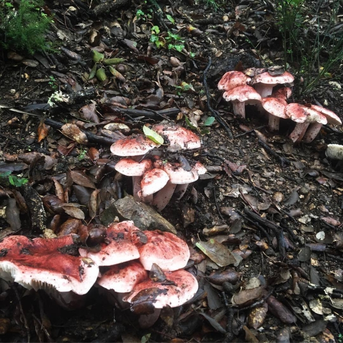 Гигрофор сыроежковый вишняк