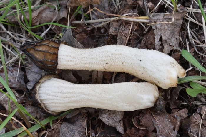 Сморчок толстоногий