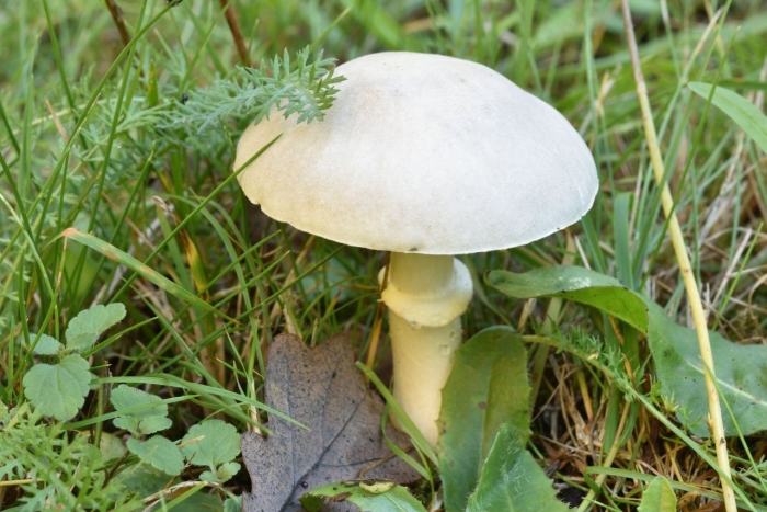 Гриб бледная поганка