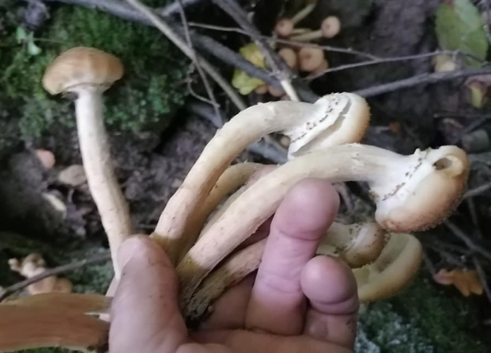 Гриб опёнок осенний