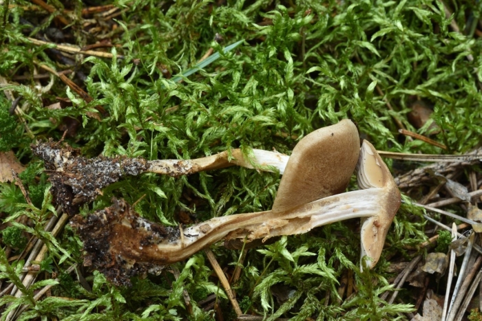 Паутинник светло-охристый