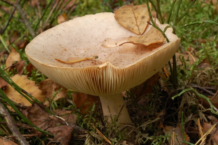 Гладыш млечник обыкновенный lactarius trivialis