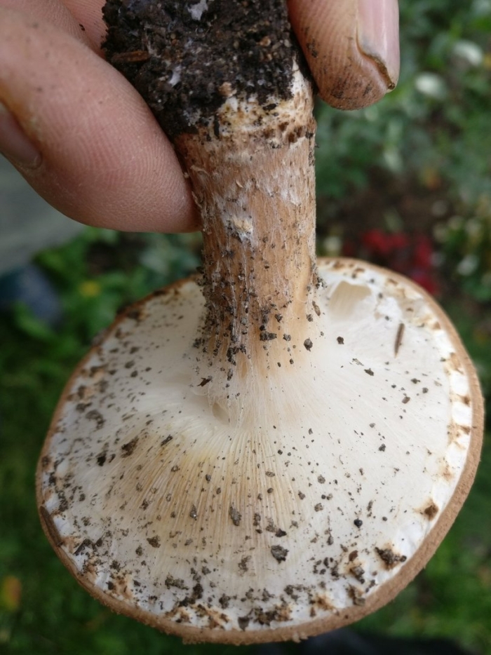 Подгруздок чёрный russula adusta