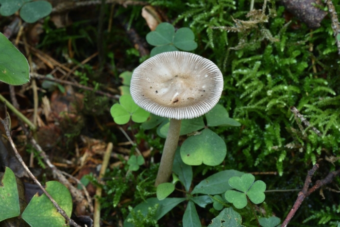 Поплавок серый гриб