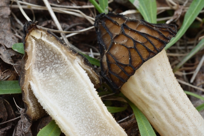 Грибы беларуси