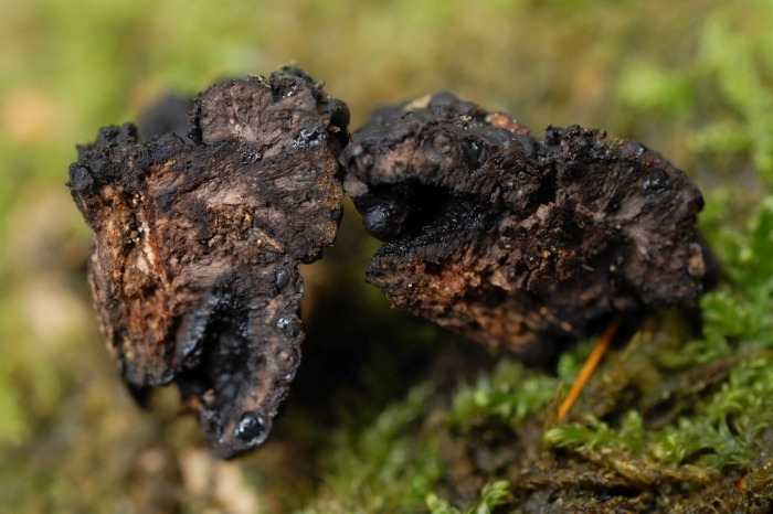 Склероции грибов