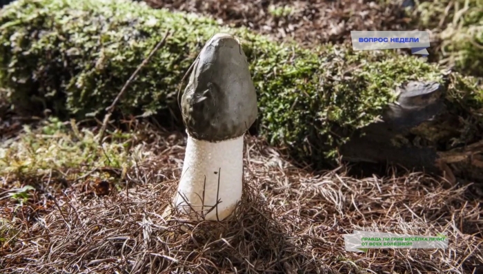 Гриб веселка