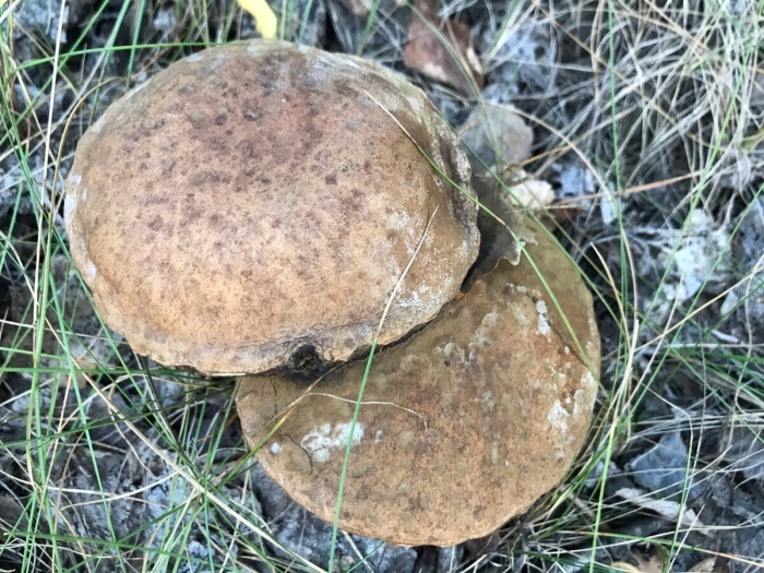 Грибы в чзо