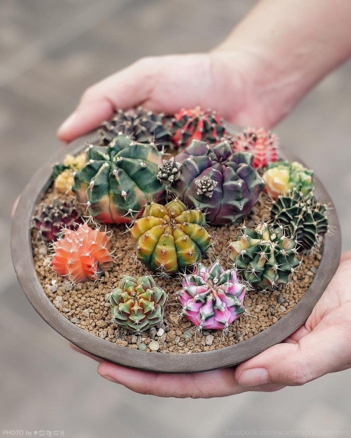 Суккулент радуга микс кактус