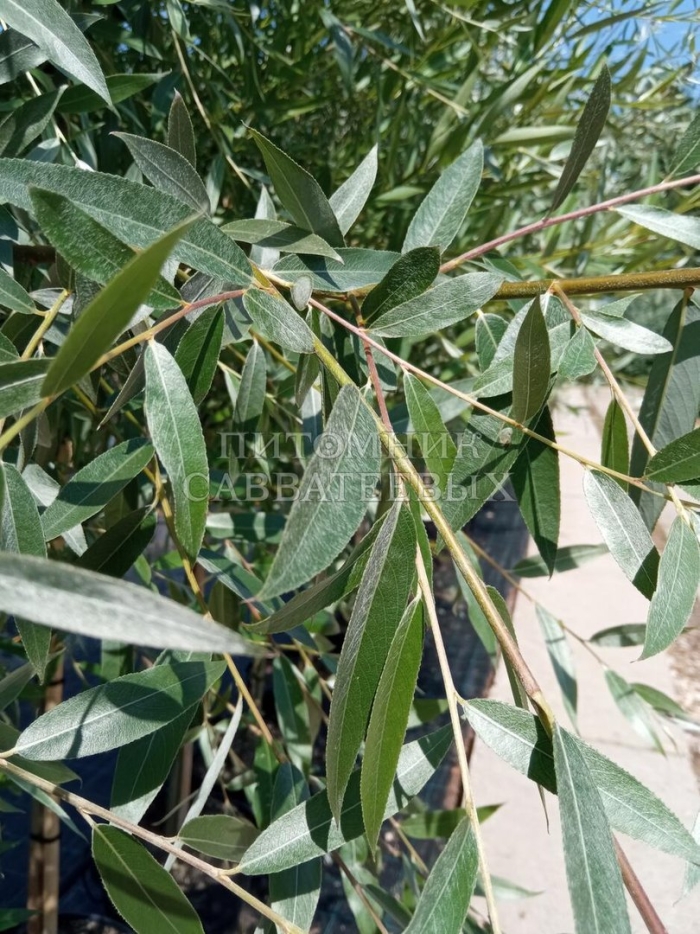 Ива лохолистная серебристая