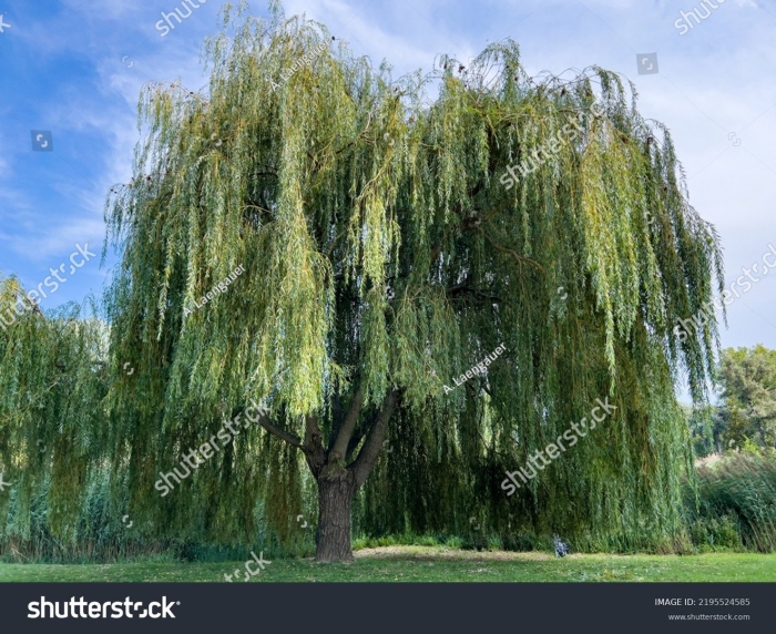 Weeping willow tree