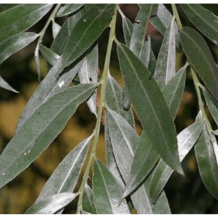 Ива белая salix alba