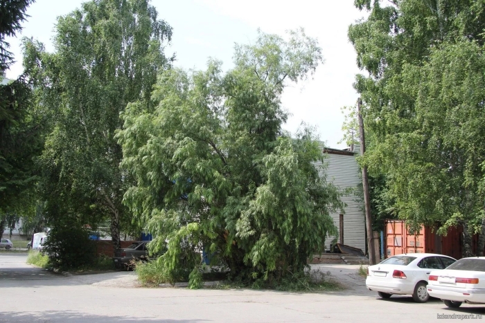 Ива уральская извилистая