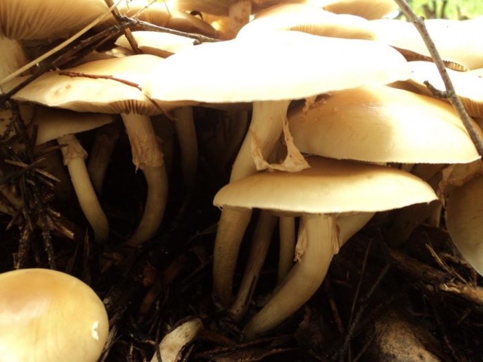 Агроцибе ранняя agrocybe praecox