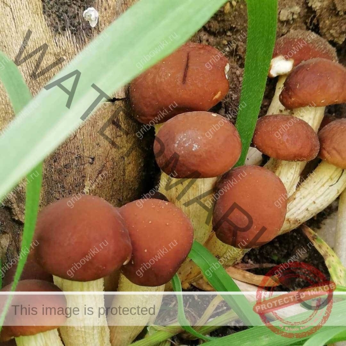 Опенок гриб