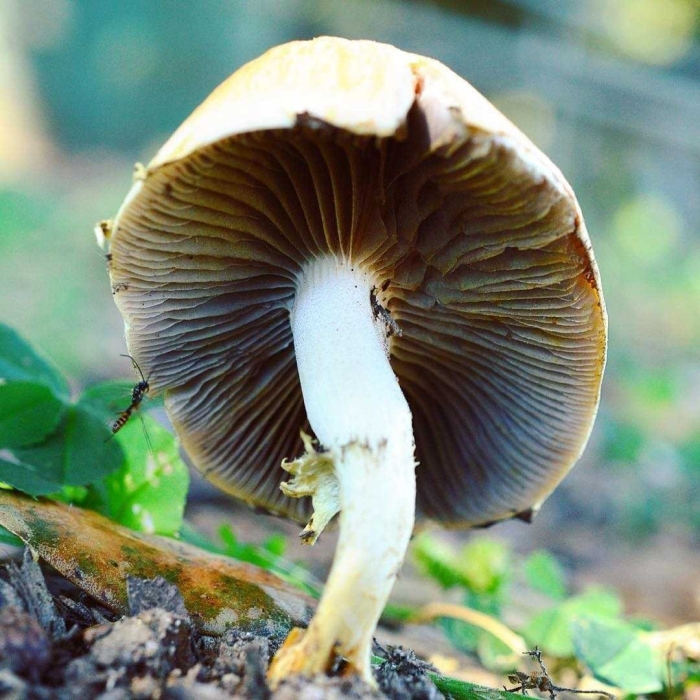 Полевик ранний гриб