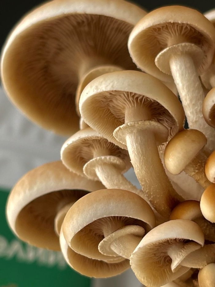 Опята шляпочные грибы