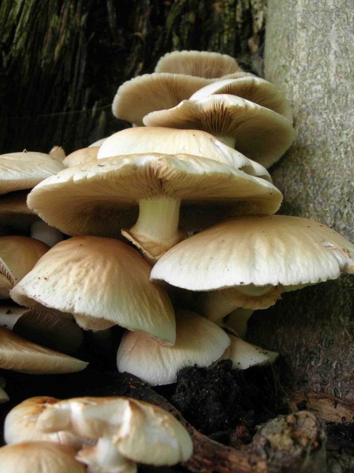 Агроцибе ранняя