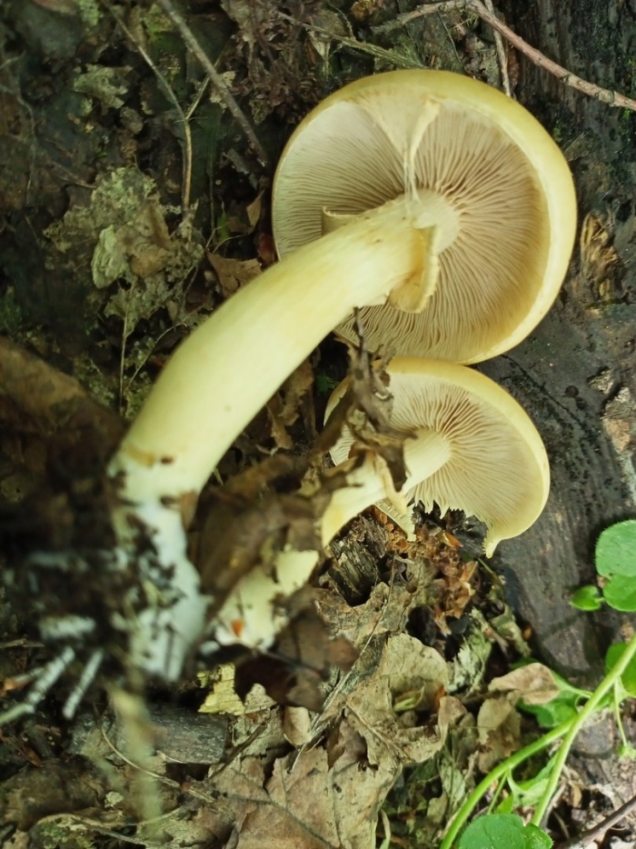 Чешуйчатка ольховая гриб