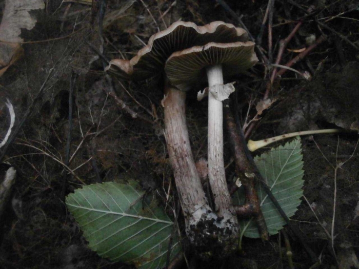 Агроцибе эребия