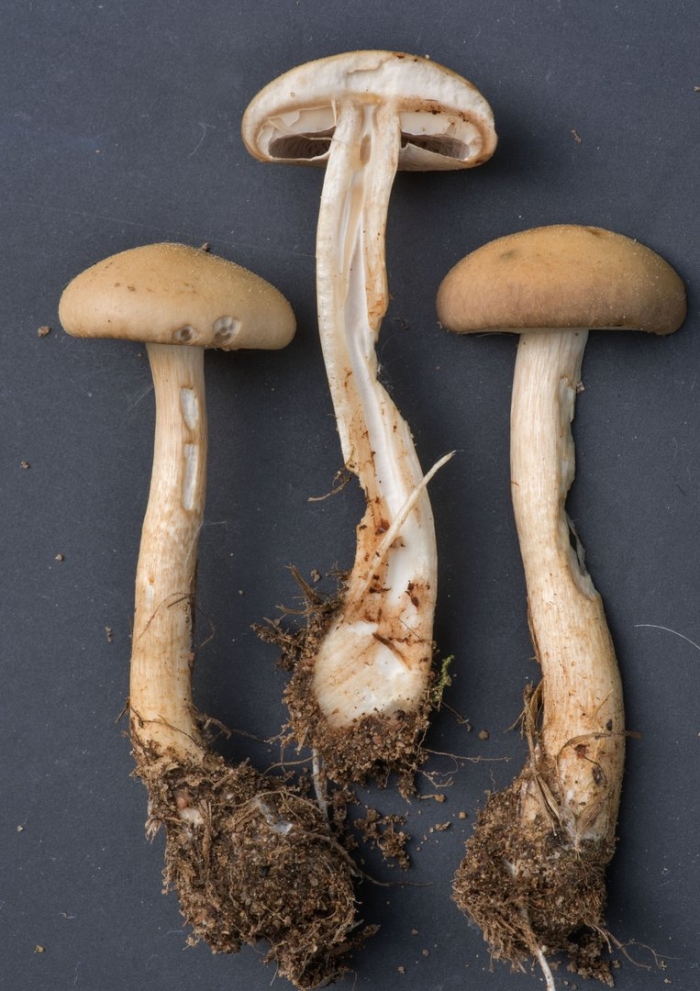 Подберезовик болотный ( léccinum hólopus)