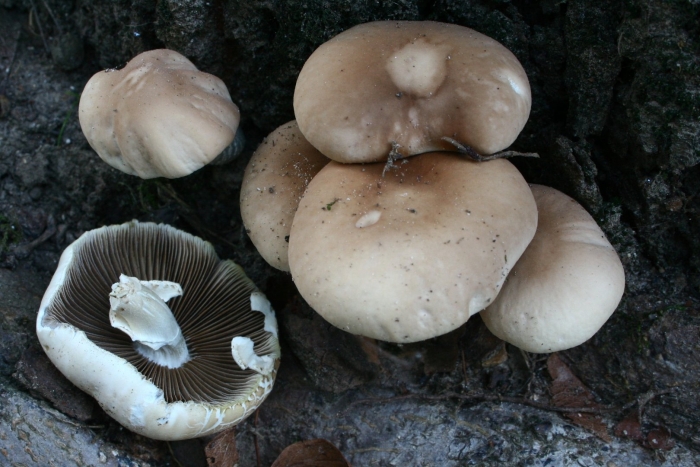 Рядовка лиловоногая lepista personata