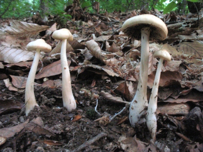 Бледная поганка гриб